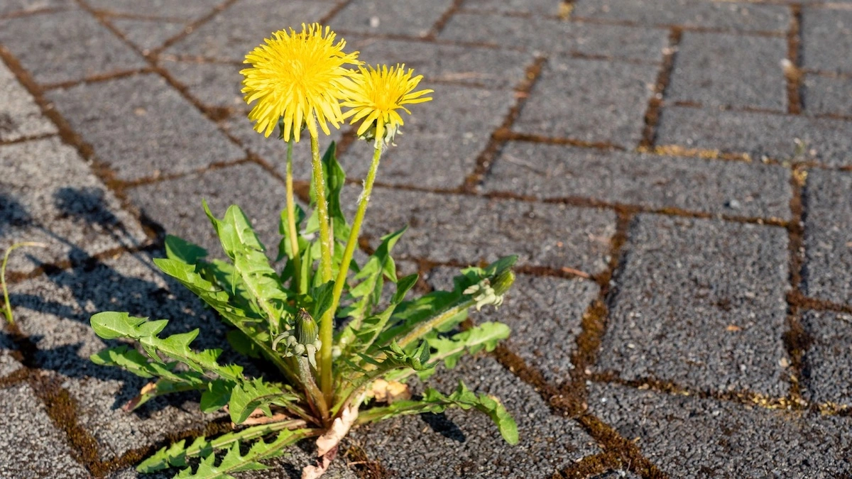 pflaster dauerhaft unkrautfrei