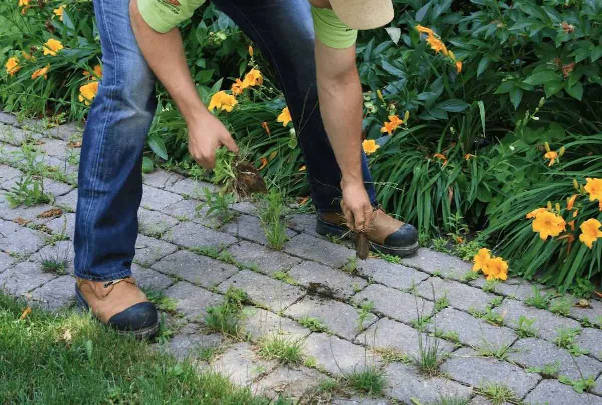 pflaster unkrautfrei was hilft wirklich