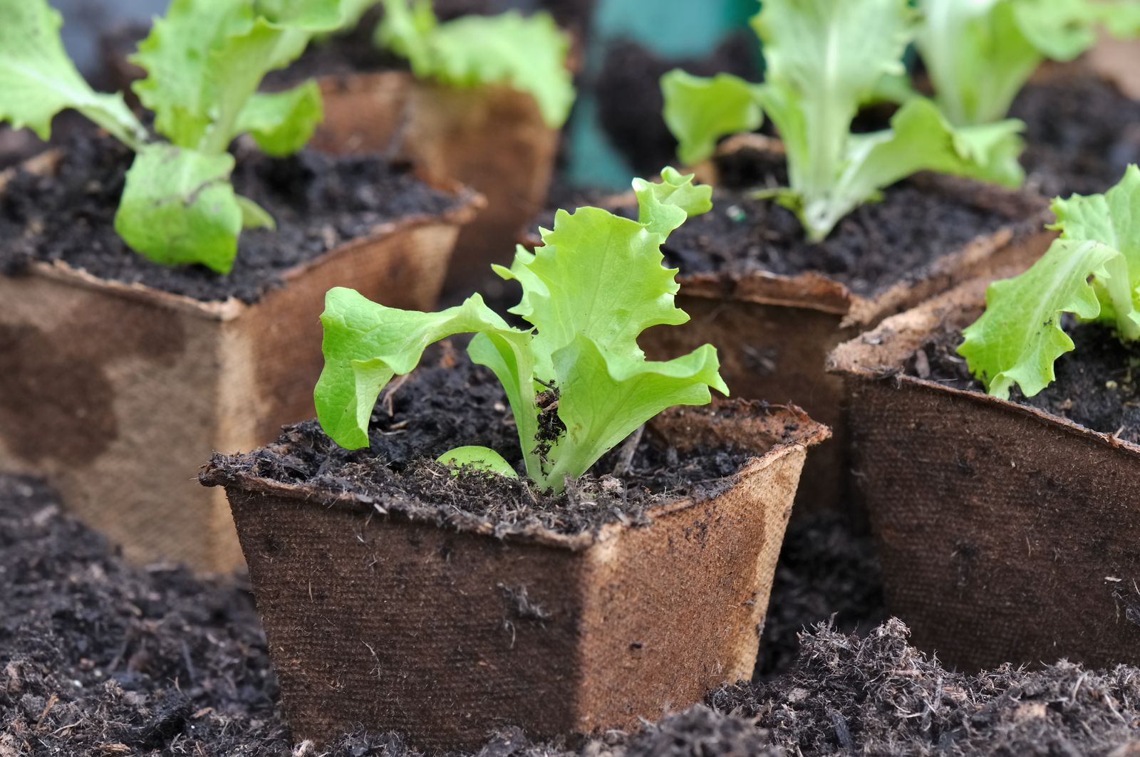 planting lettuce