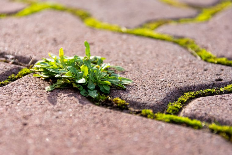 spreading leafy green weed growing in paving