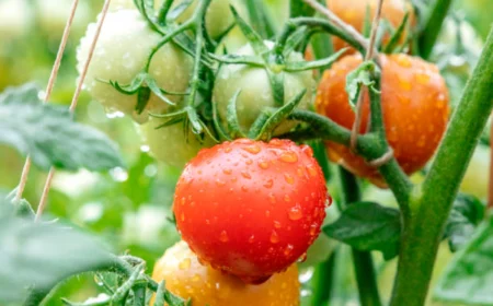 regenschutz fuer tomaten bauen gruende dafuer