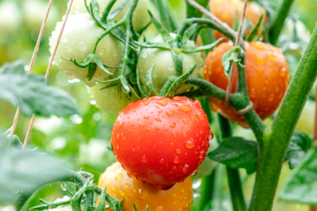 regenschutz fuer tomaten bauen gruende dafuer