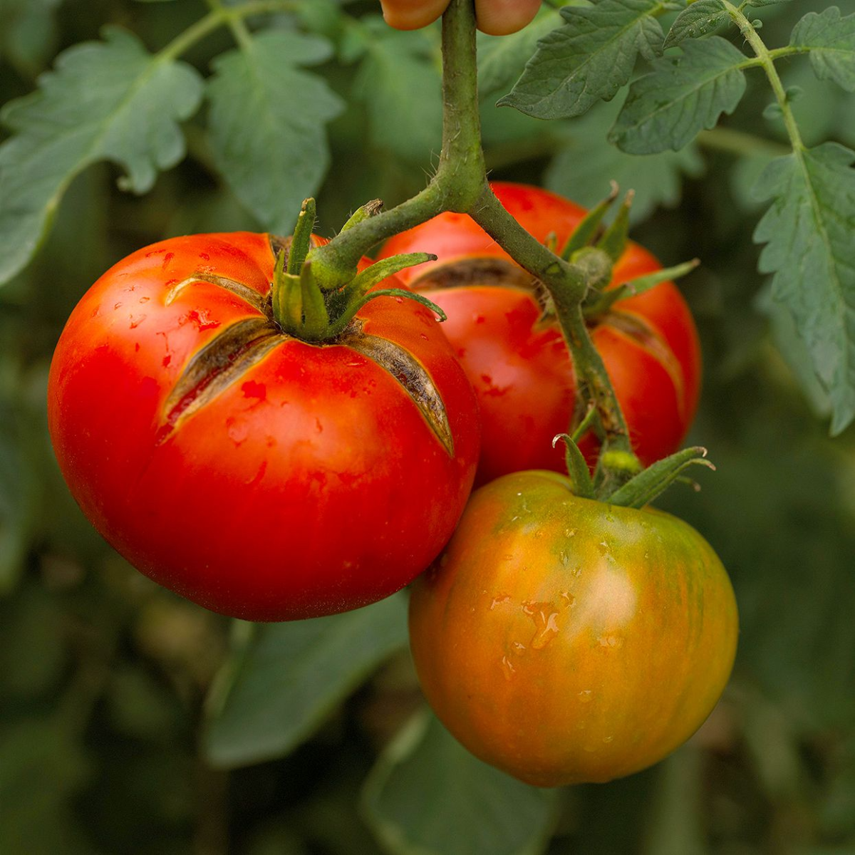 regenschutz fuer tomatenpflanzen aufgespaltete tomaten