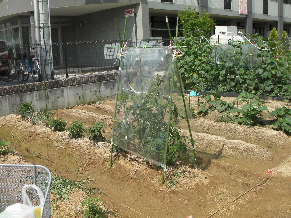 regenschutz tomaten selber bauen diy decke