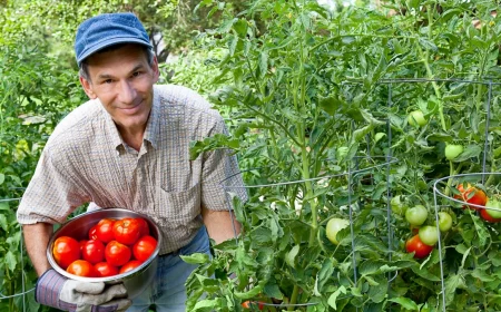 richtige pflege der tomaten