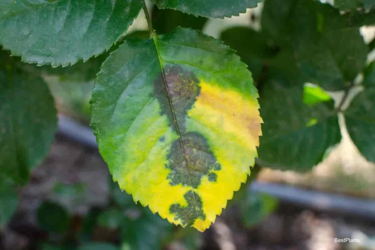 rose gelbe blaetter braune flecken ursachen