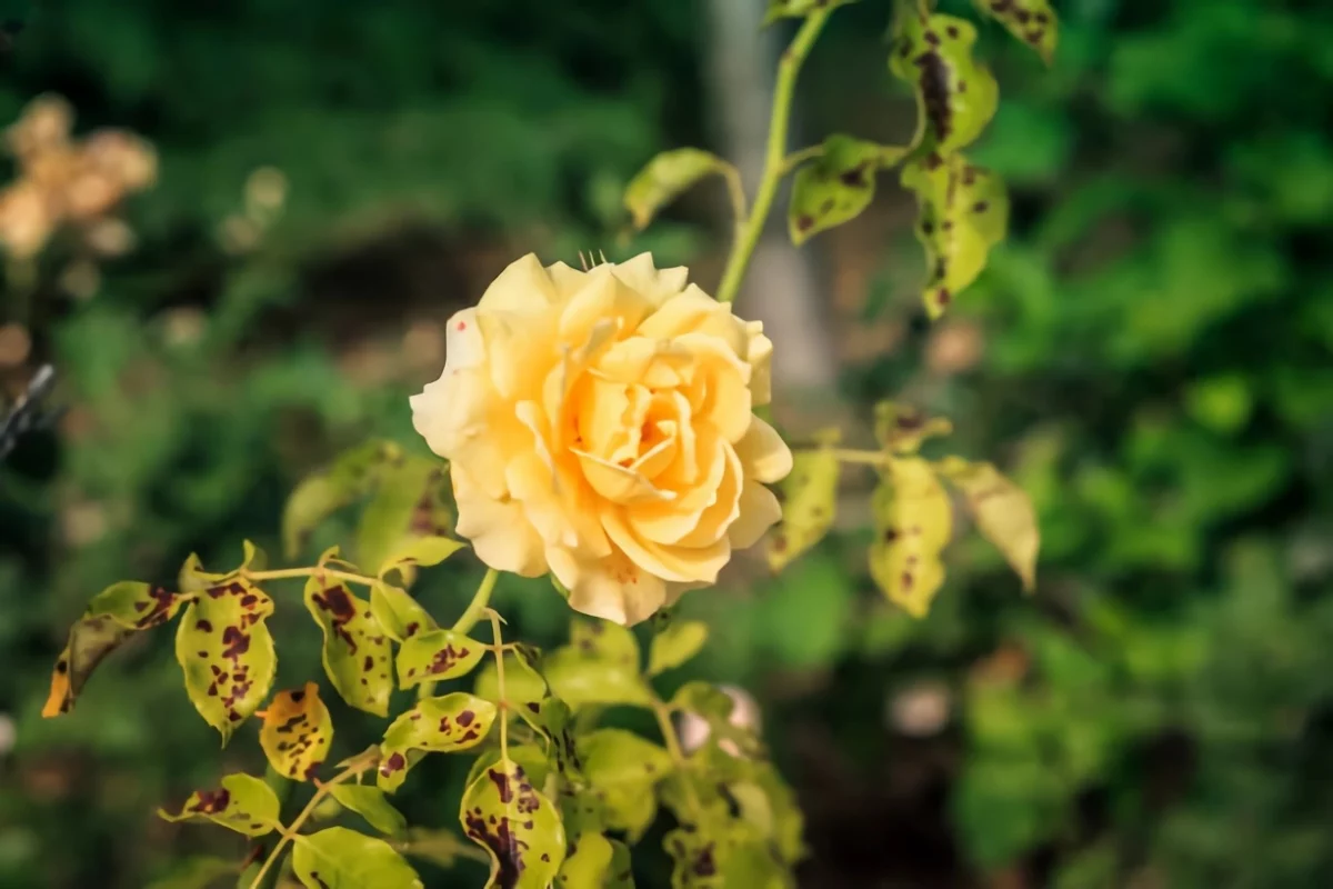 rosen gelbe blaetter braune flecken krankheit