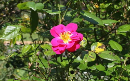 rosen gelbe blaetter die haeufigsten ursachen