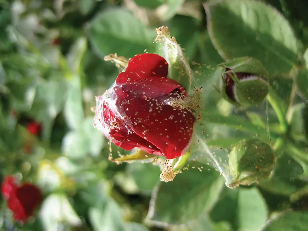 schaedlinge bei rosen spinnmilben befall