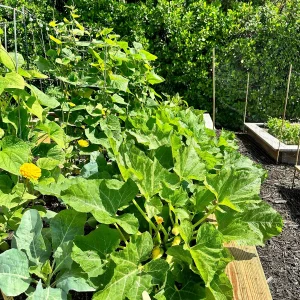 schlechte nachbarn fuer zucchini im garten und im beet littlerivercooperative