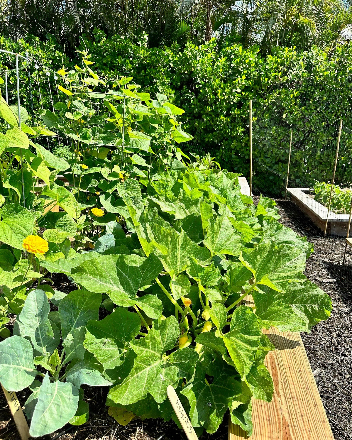 schlechte nachbarn fuer zucchini im garten und im beet littlerivercooperative