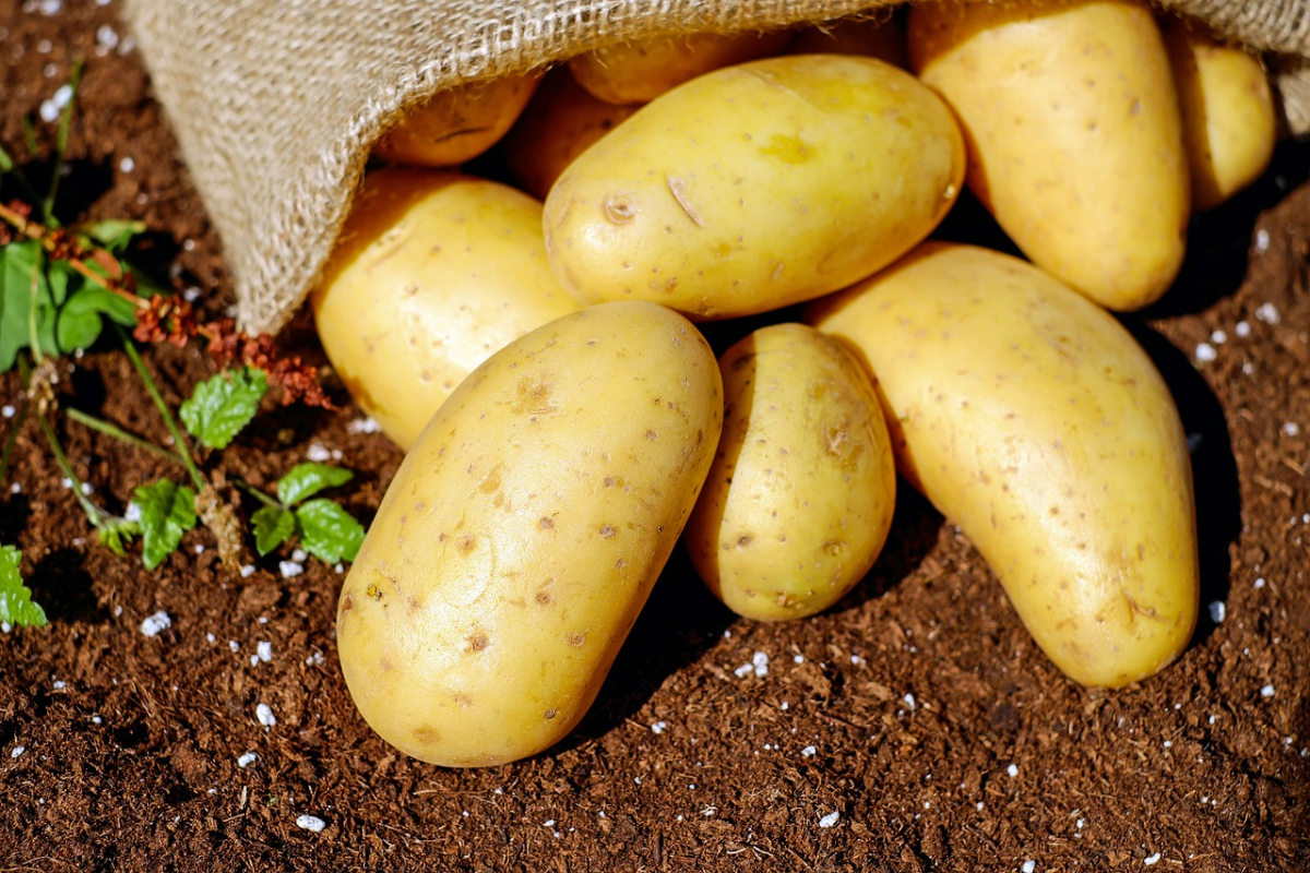 schlechte nachbarn fuer zucchini pflanzen kartoffeln