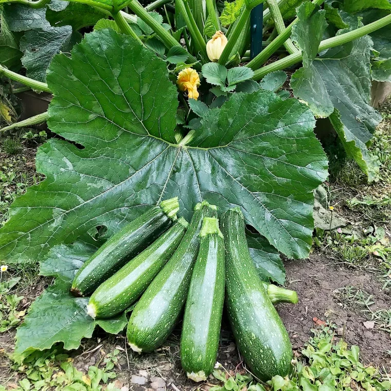 schlechte nachbarn von zucchini im garten the aussie veggie patch