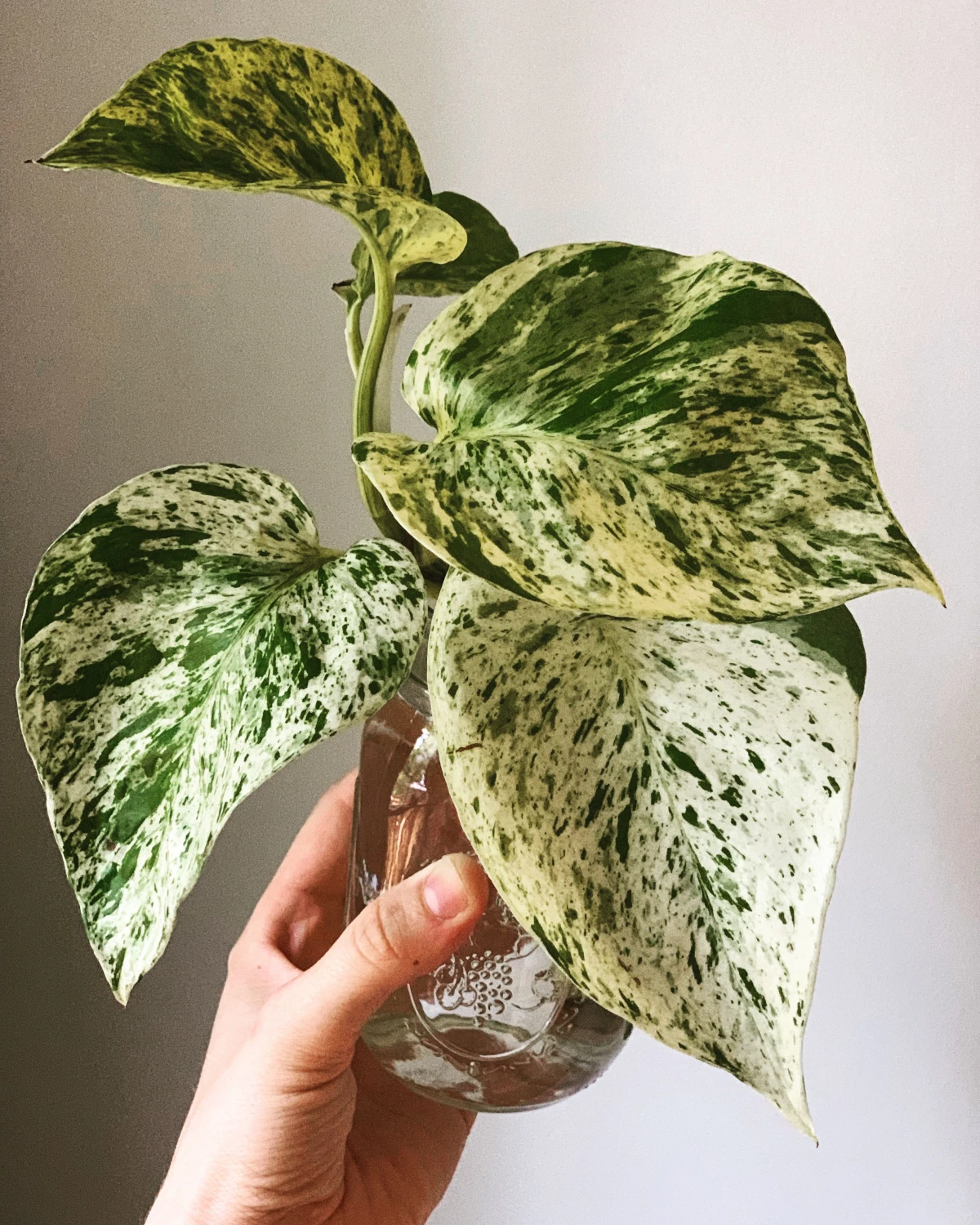 schoene blaetter von pothos