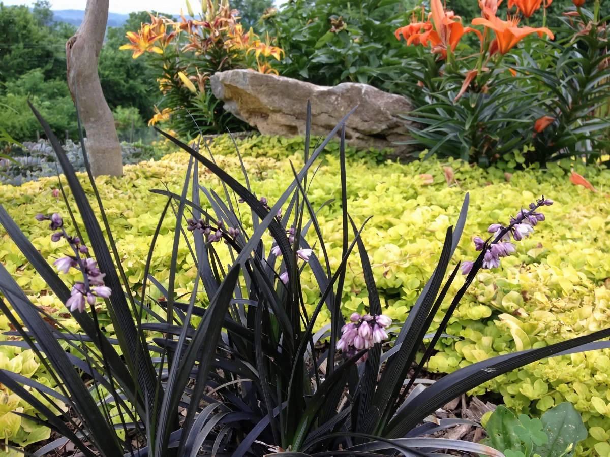 schwarze blumen und pflanzen im garten bluehender ophiopogon planiscapus 'niger'