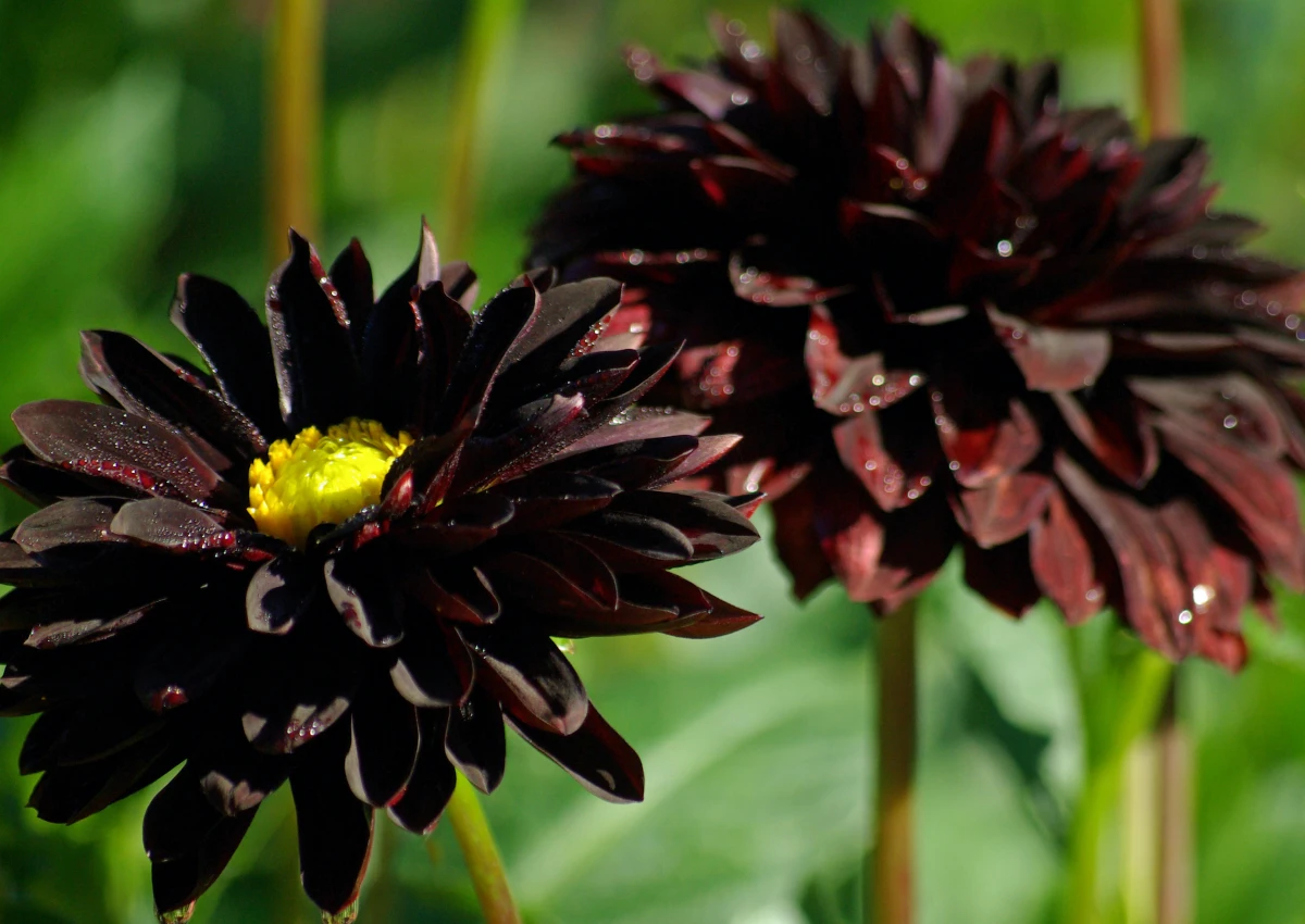 schwarze dahlie black beauty schwarze blumen und gartenpflanzen
