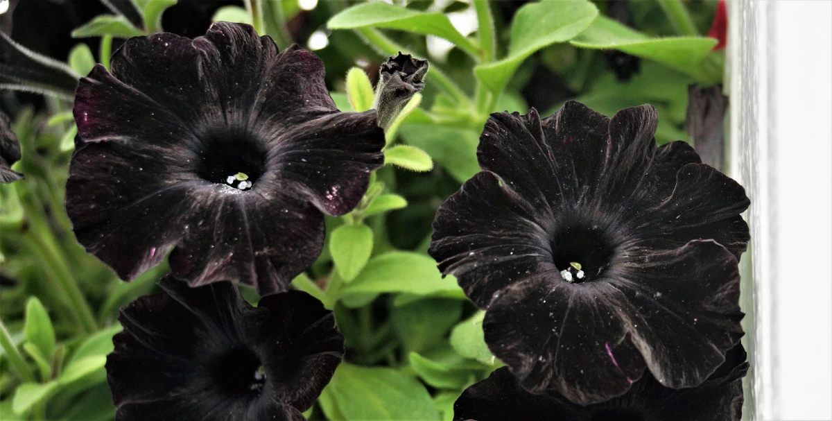 schwarze petunien pflanzen