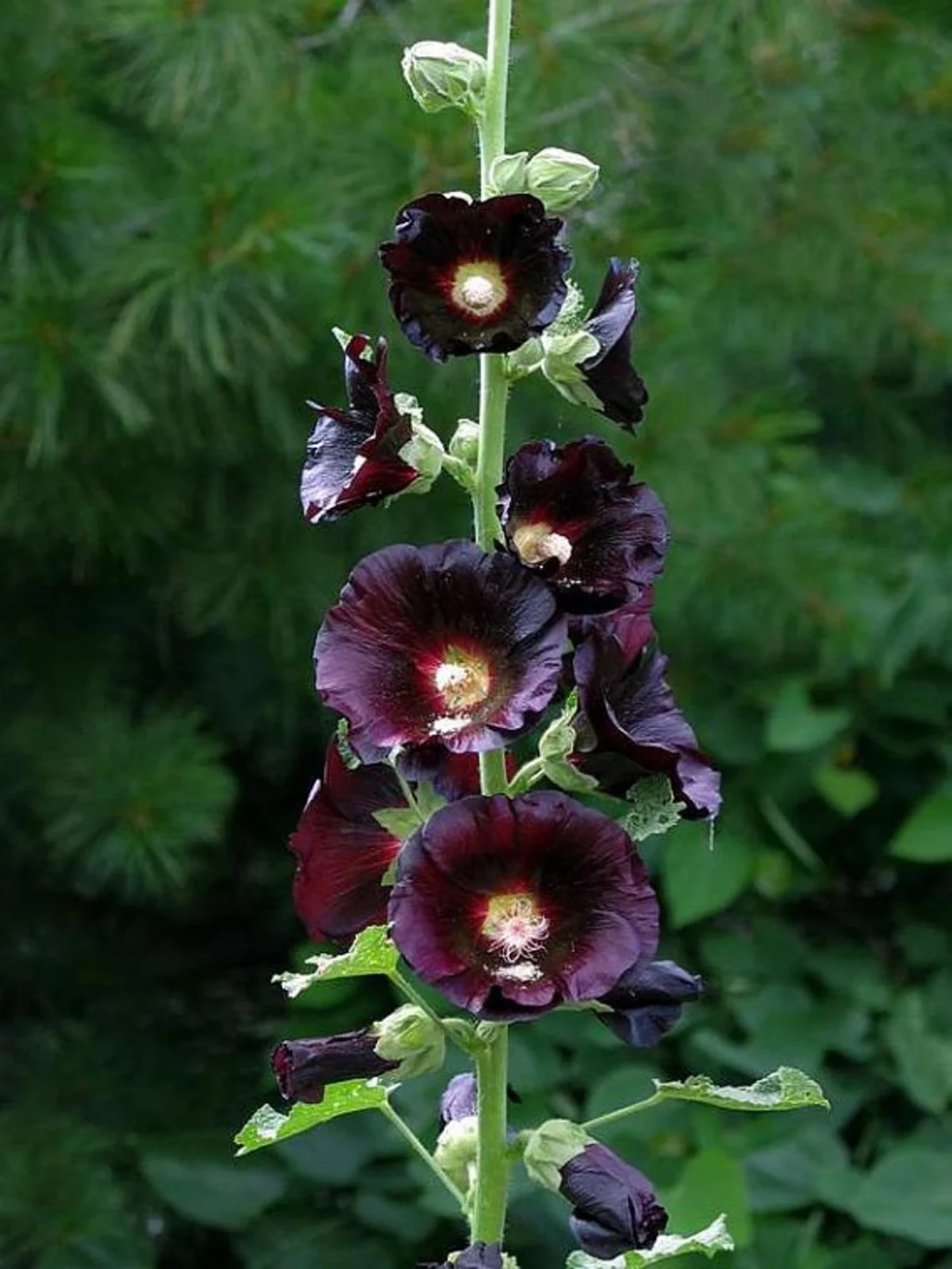 schwarze stockrose im garten