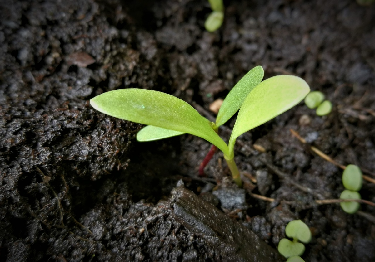 setzlinge einpflanzen im freien vorbereitung junge pflanze