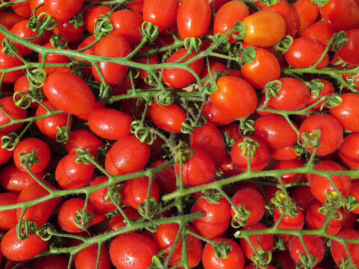 sizialianische tomaten