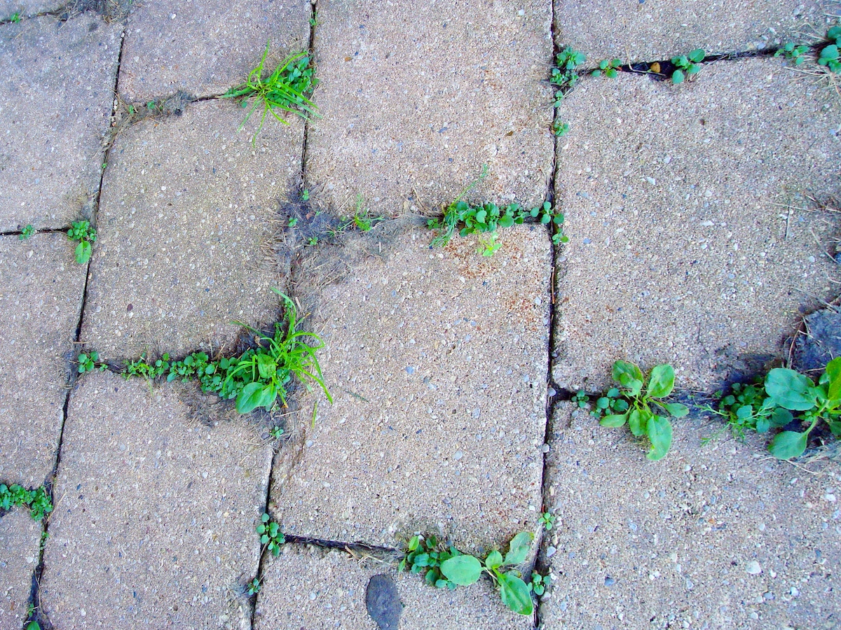 Борьба с сорняками уксусом. Тротуарная плитка с сорняками. Сорняки между плитками. Сорняки на дорожках. Трава между тротуарной плиткой.