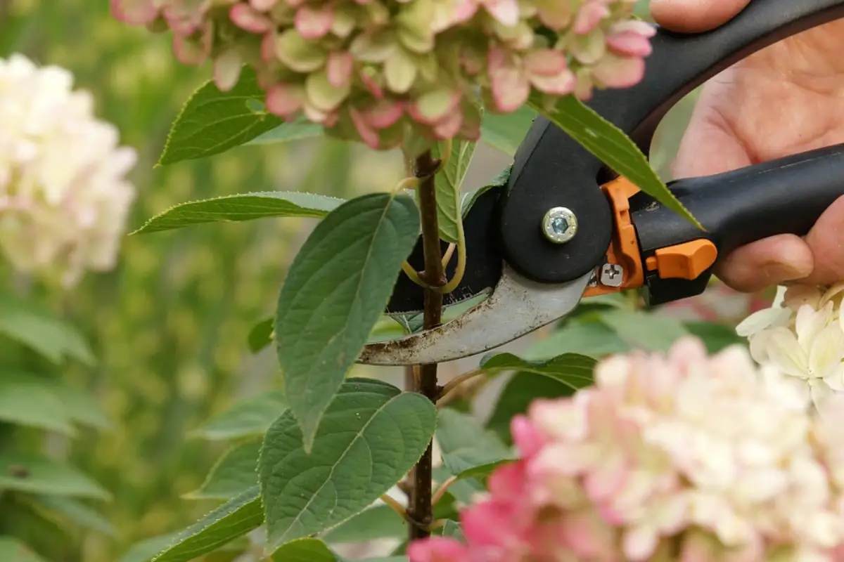 soll ich verbluehte hortensien abschneiden mann schneidet mit gartenschere bluehende hortensiendolde