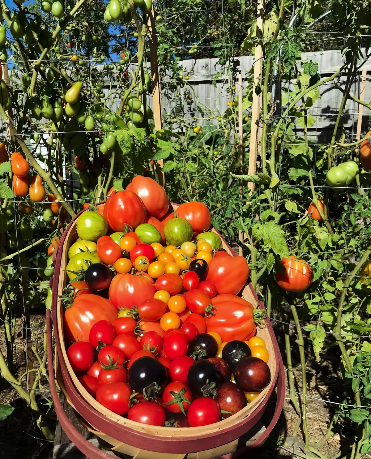 soll man tomaten jeden tag gießen im sommer