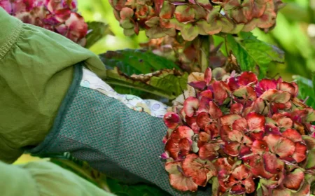 soll man verbrannte hortensienblueten abschneiden mann schneidet rote hortensie abgetrocknete bluete ab