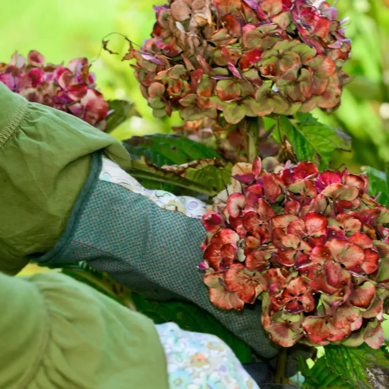 soll man verbrannte hortensienblueten abschneiden mann schneidet rote hortensie abgetrocknete bluete ab