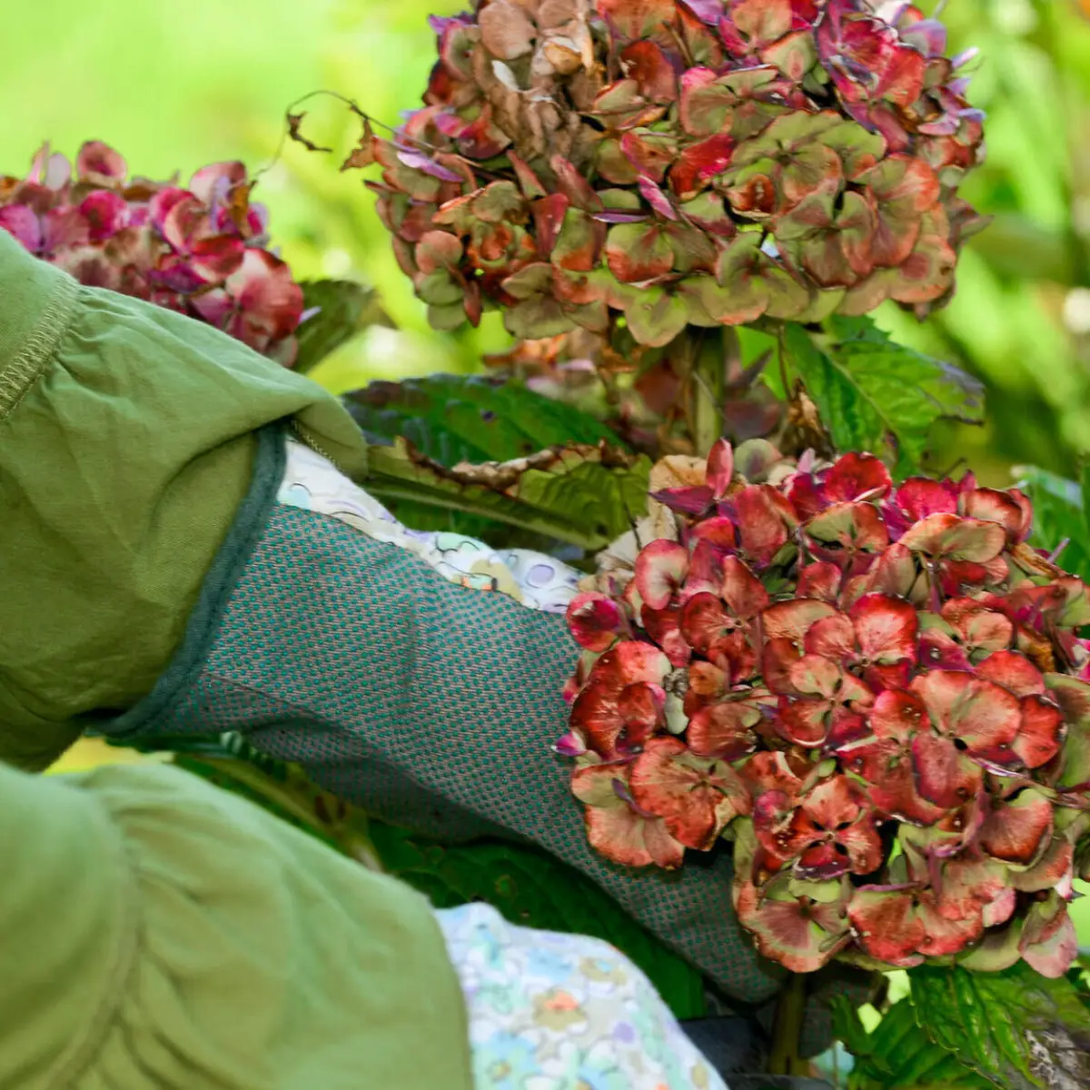 soll man verbrannte hortensienblueten abschneiden mann schneidet rote hortensie abgetrocknete bluete ab