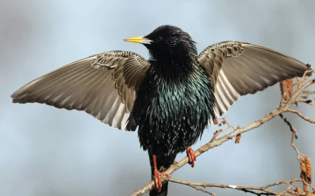 stare vertreiben andere voegel arum so viele stare im harten kleine stare steht auf zweig