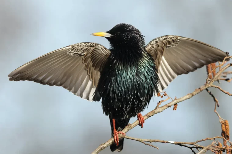 stare vertreiben andere voegel arum so viele stare im harten kleine stare steht auf zweig