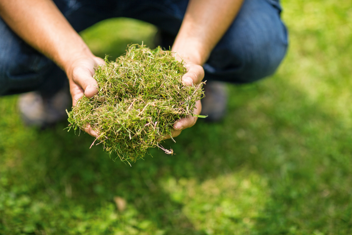 tipps moos im rasen erfolgreich bekaempfen