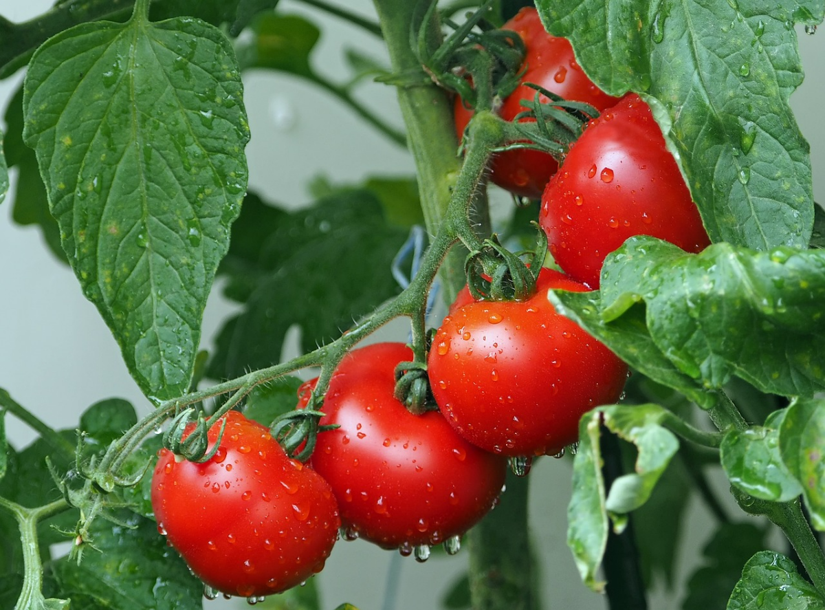 tomaten anbauen tipps jungpflanzen abhaerten