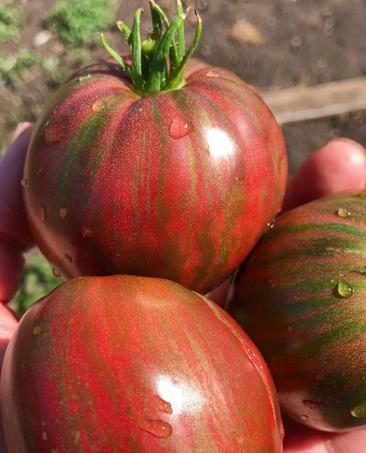 tomaten ernten wie lange nicht gegossen werden