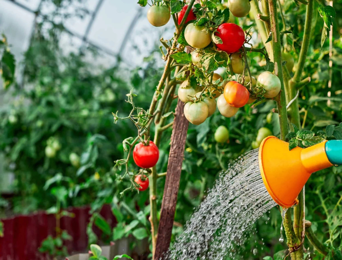 tomaten giessen in gewachshaus