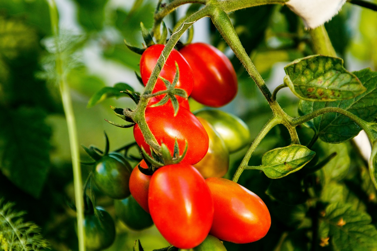 tomaten ins freie pflanzen tomatenpflanze mit fruechte