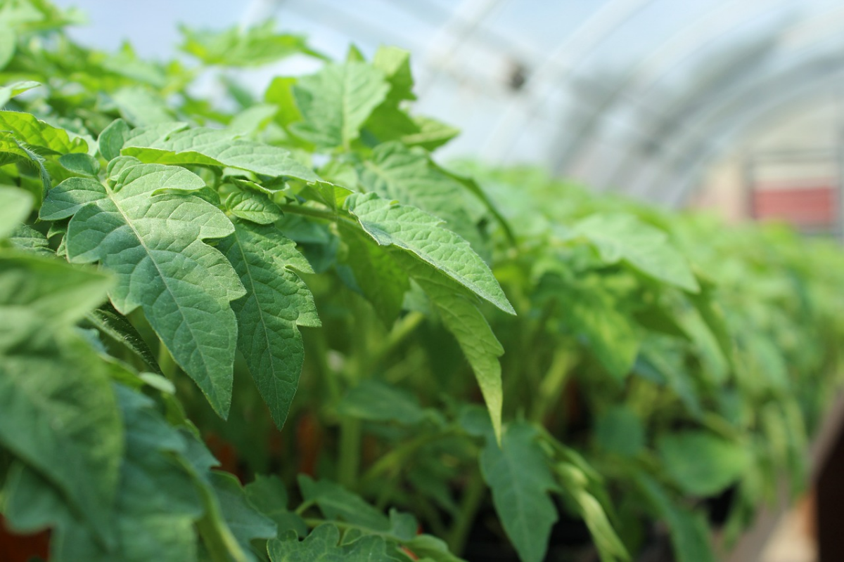 tomaten pflanzen wann ins freie wann