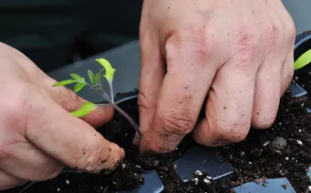 tomaten pikieren welche erde mann pikiert kleine keimlinge tomaten.jpg