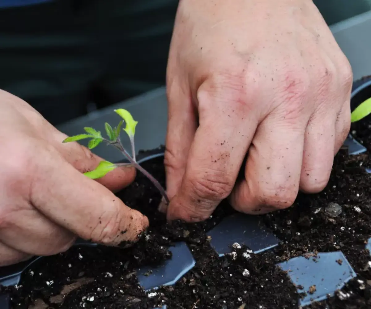 tomaten pikieren welche erde mann pikiert kleine keimlinge tomaten.jpg