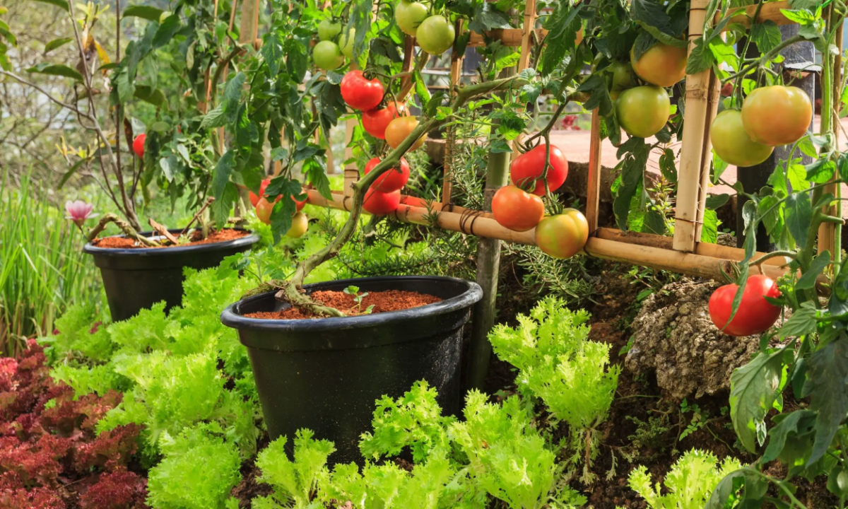 tomaten richtig giessen im topf wie oft
