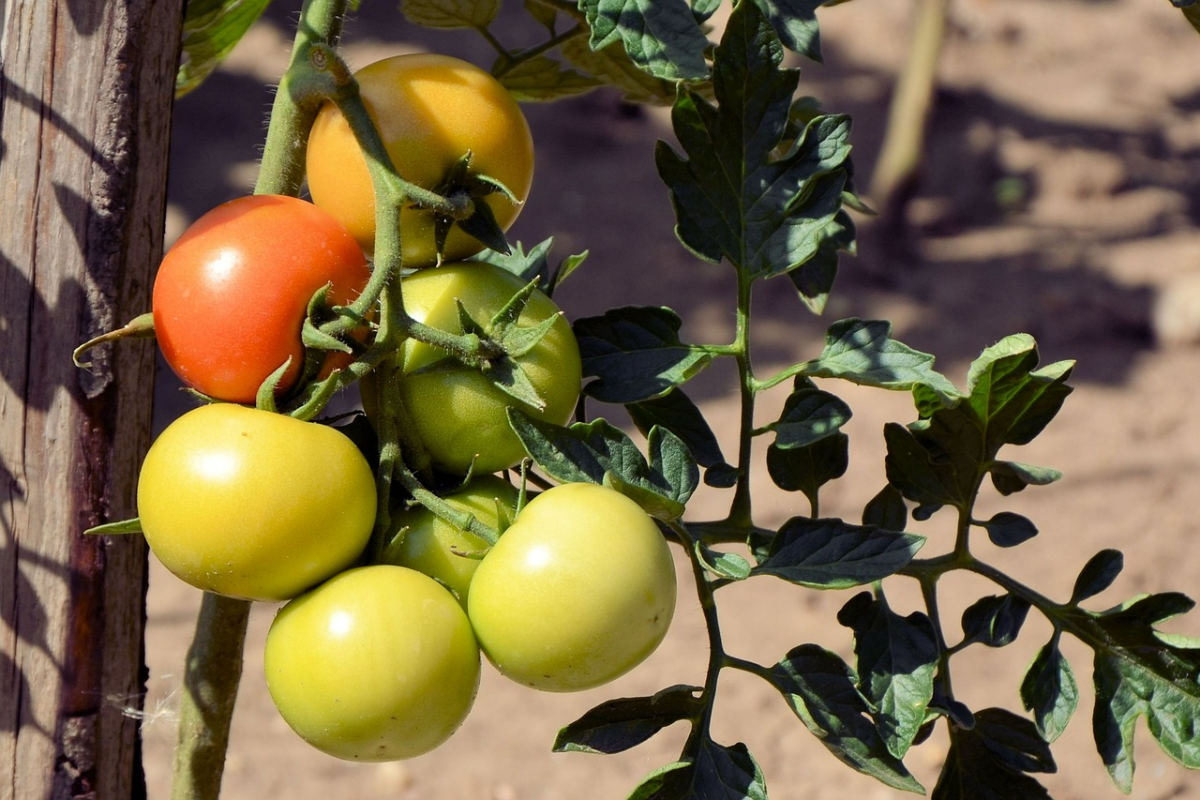 tomatenduenger selbst machen gruene und roten tomaten