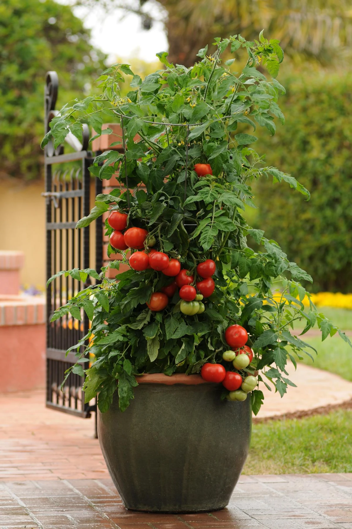 tomatenpflanzen in kuebeln zuechten und giessen