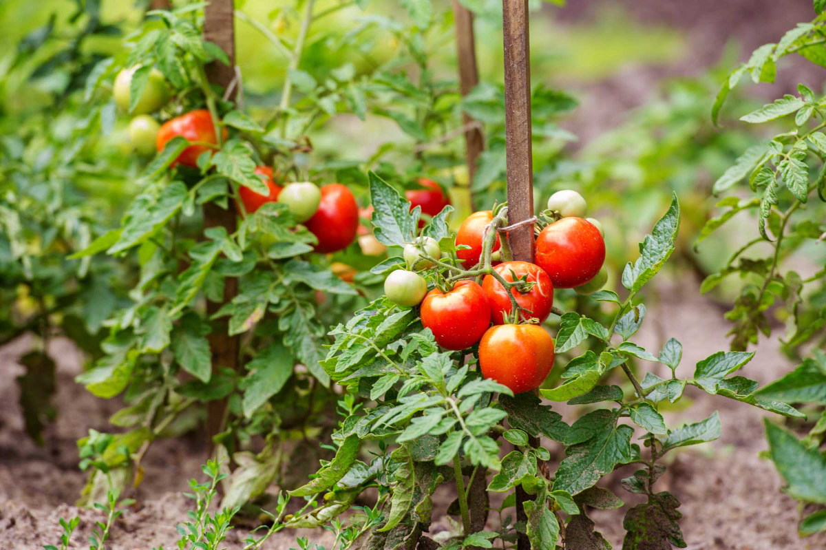 tomatenpflanzen richtig giessen