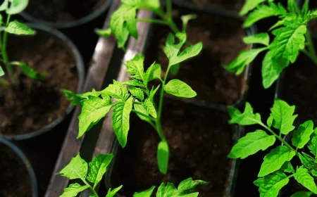 tomatenpflanzen wann ins freie kleine tomaten