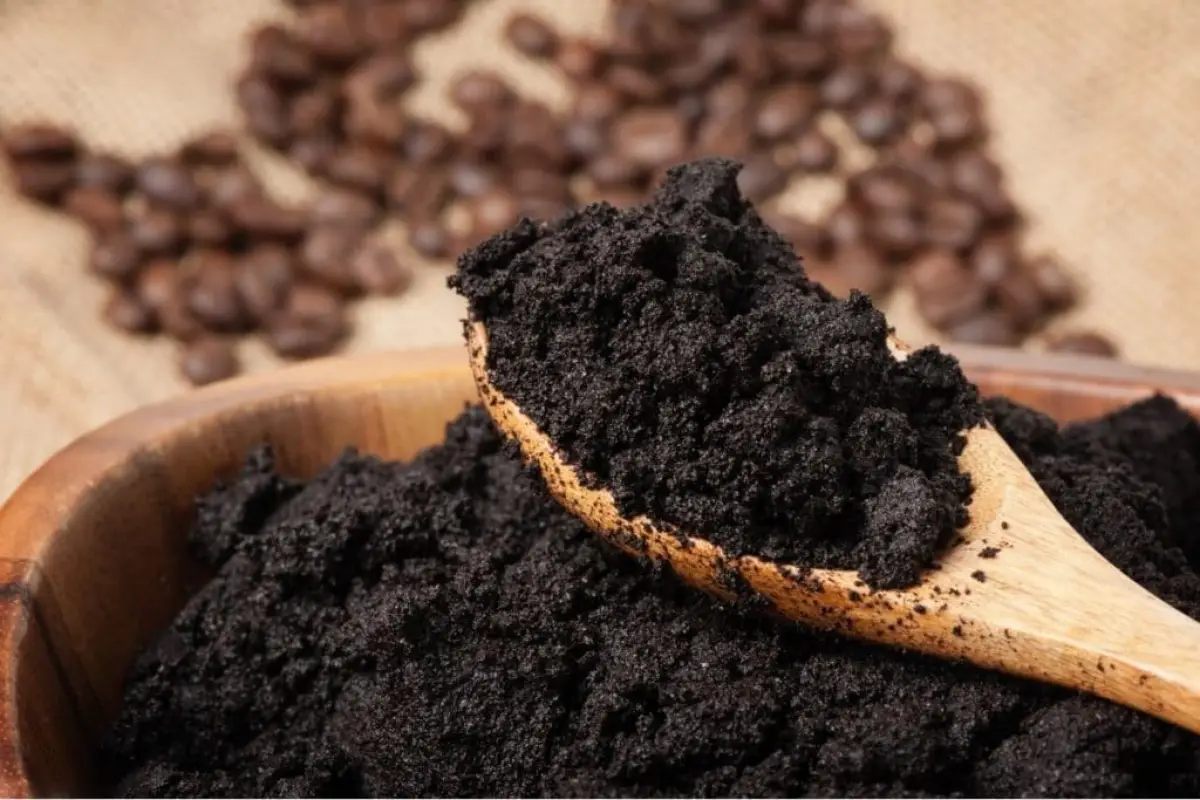 trauermuecken bekaempfen kaffee warum hilft kaffeesatz gegen trauermuecken holzloeffel mit kaffeesatz