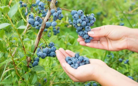 tricks und tipps fuer blaubeeren duengen