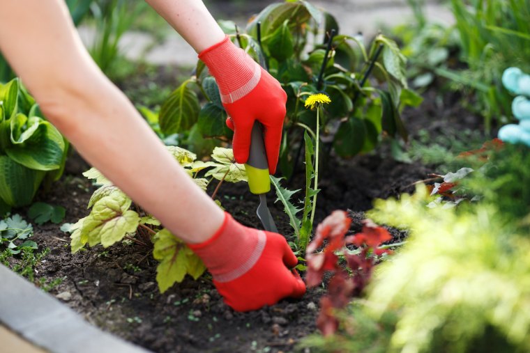 photo of gloved woman hand holding weed and tool removing it from soil.