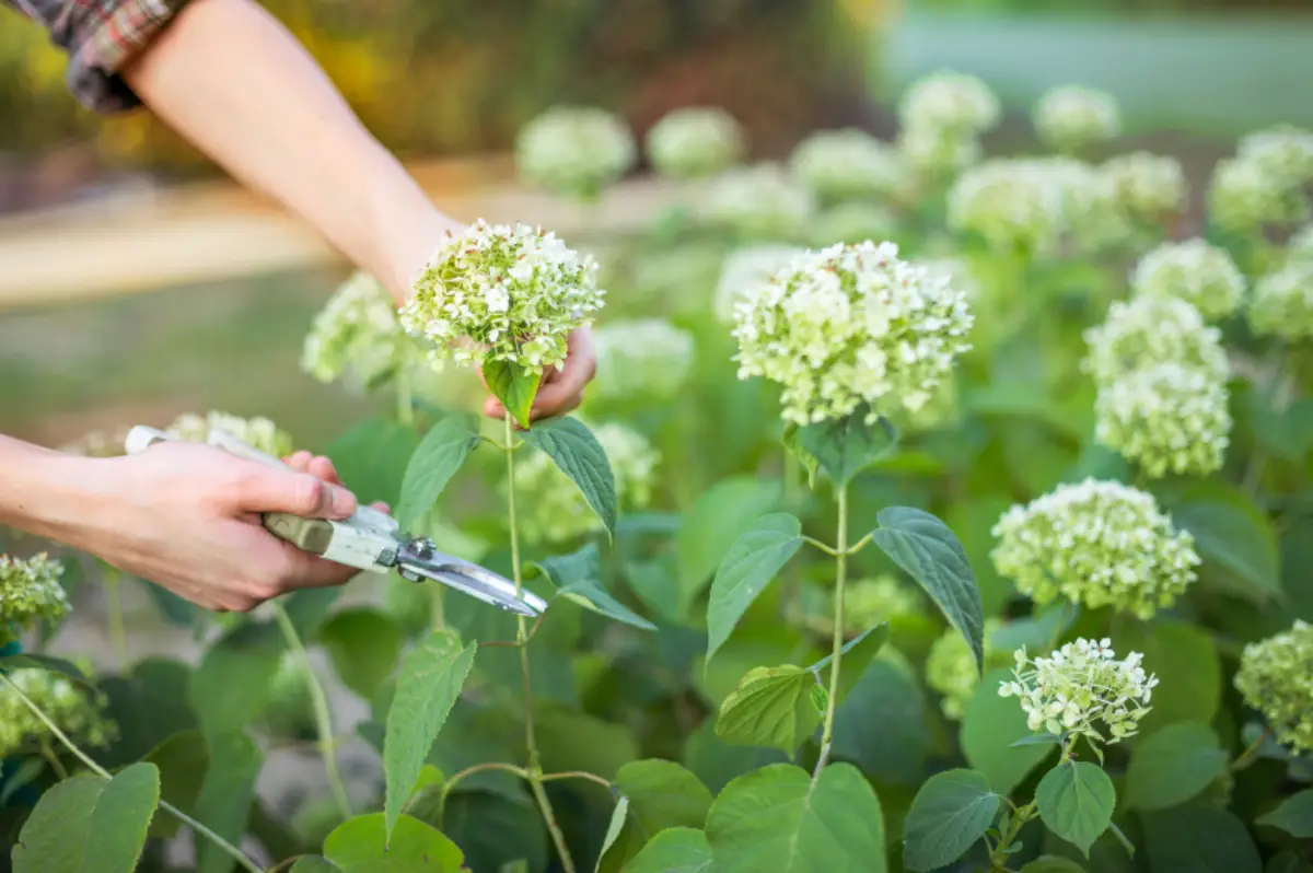 verbluehte hortensien richtig schneiden hortensie im sommer schneiden