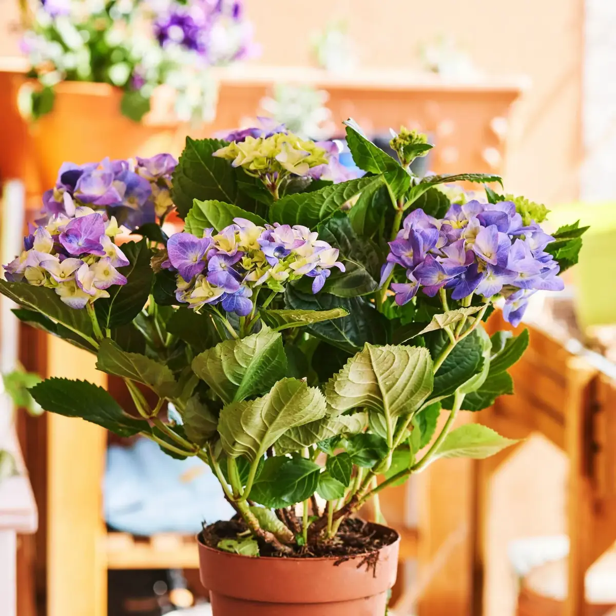 verbluehte hortensien schneiden violette hortensien im topf